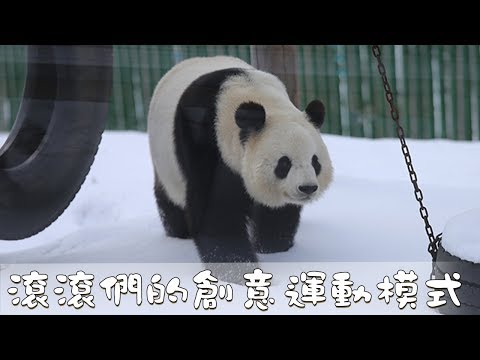《超萌滾滾秀》第一百三十一期：滾滾們又開發新運動模式啦！| iPanda熊貓頻道