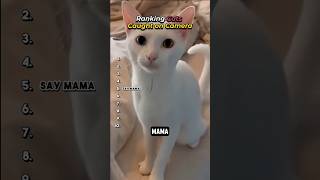 Cutest Talking Cats Interacts with Owner #cat #funny #pets