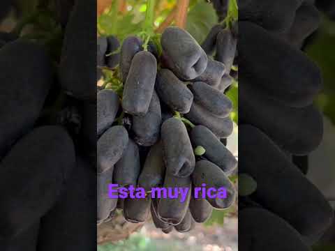 Video: ¿Qué son las uvas de dedo de bruja? - Información sobre el cultivo de uvas de dedo de bruja