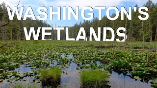 Exploring Washington's Hidden Wetlands | 4k