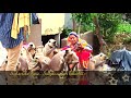 Monalisha bhadra with badri narayan bhadra giving food monkeys     