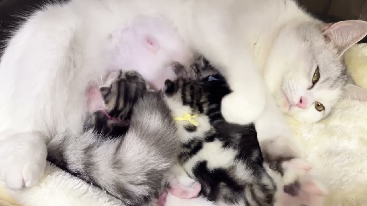 ミヌエット×アメショの赤ちゃんが生まれました♡