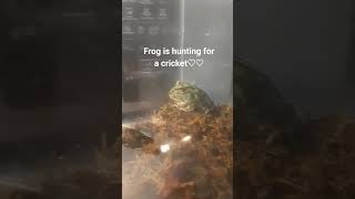 frog hunting♡♡ #frog #frogs #frogshort