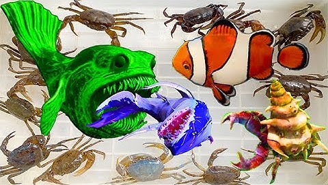 Kem Ốc Chanel và con cua ẩn sĩ bắt con cá sở thú, cứu cá mập, cá trê, kì nhông, xe chở dầu, cá molly