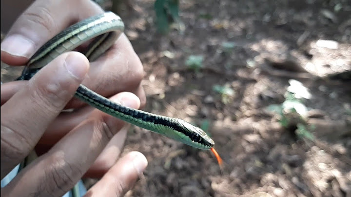 KING COBRA TAKUT SAMA ULAR INI???