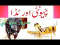 The ant and the grasshopperurdu stories the ant and the grasshopper storysunfvpn