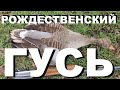 РОЖДЕСТВЕНСКИЙ ГУСЬ. ОХОТА НА ГУСЯ НА КУБАНИ 2022. ДОБЫЧА И ПРИГОТОВЛЕНИЕ ТРОФЕЕВ. РЕЦЕПТЫ СЮФ.