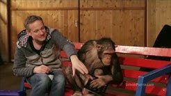 Magier veräppelt Schimpansen mit Zaubertricks
