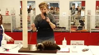 Kurilian bobtail presents the breed in WCF ring by Golden Look*LT - Kurilian bobtail cattery 176 views 7 years ago 1 minute, 26 seconds