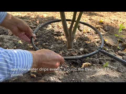 Best way for watering trees / Самый эффективный способ полива деревьев
