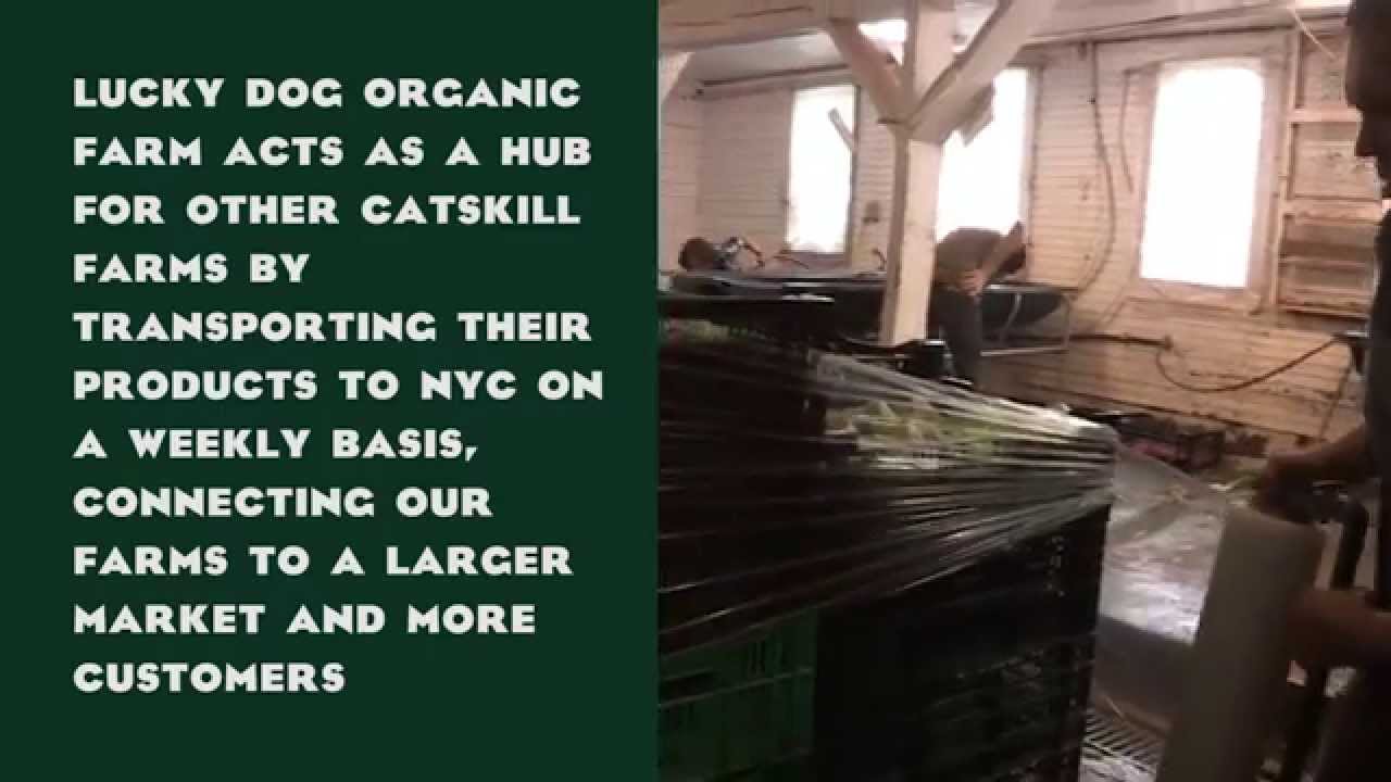We Are Pure Catskills Lucky Dog Food Hub YouTube