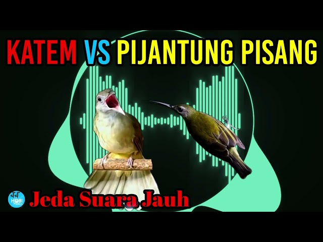 katem vs pijantung class=