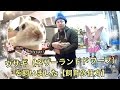 ウサギ（ネザーランドドワーフ）を飼いました【飼育の仕方】How to take care of a Netherland dwarf rabit.