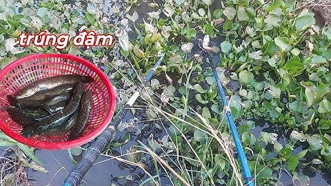 Xiệt Trúng Đậm Cá Lóc Cá Rô Phi Trong Mấy Cái Mương Nước Cạn | kích cá miền tây
