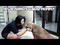 HEWIE PITBULL NANGIS GARA GARA MOMMY