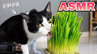 ASMRCats eating their favorite cat grass after a long time [chewing sound].