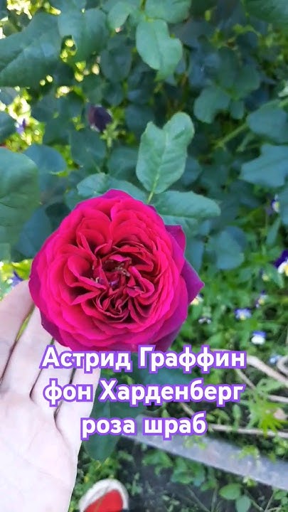 Роза шраб Астрид Граффин фон Харденберг. - YouTube