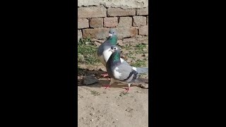 #Shorts Racer Pigeons High Quality Racer Pigeons For Sale 2020