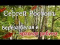 Сергей Ростовъ – Берёза белая и красная рябина (Single, 2025)