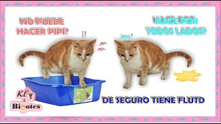 Mi gato no puede hacer Pipi /Infección Urinaria/ Cistitis/ FLUTD by Kloy & Bigotes 15,753 views 1 year ago 8 minutes, 54 seconds