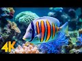 Aquarium 4K VIDEO (ULTRA HD) 🐠 Sea Animals With Relaxing Music - Rare &amp; Colorful Sea Life Video