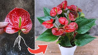 Unbelievable Plant Propagation Methods  Multiply Your Garden for Free!