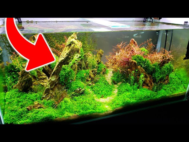 How To Get CRYSTAL CLEAR Aquarium Water - No More Cloudy Water! 