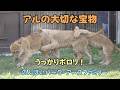 のんほいパーク アルの大切な宝物 うっかりポロリ! Al's Favorite Thing-English Subtitles-Earth-family-Toyohashi Zoo