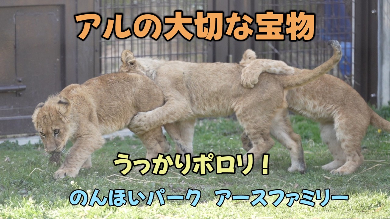 のんほいパーク アルの大切な宝物 うっかりポロリ! Al's Favorite Thing-English Subtitles-Earth-family-Toyohashi Zoo