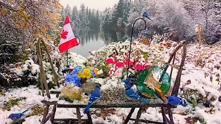 BIRDS SQUIRRELS Feeder Cam Stream on The Cove - TV for Cats - New Brunswick ?? - Weds 20 Dec 2023