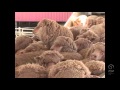 AWI Wool Handling - Getting Prepared - Point of View - Smothering