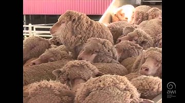 AWI Wool Handling - Getting Prepared - Point of View - Smothering