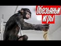 Обезьяньи игры / Пробил клыком шимпанзе ладонь / Monkey games / Accidentally punctured palm with Fan