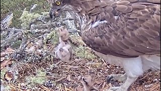 Oh no! Little bob goes flying as mum Dorcha the Loch Arkaig Osprey moves a stick 24 May 2024 (zoom)