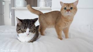 Here’s the mom cat grooming dad cat while the kitten sleeps…