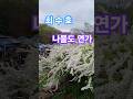 #최수호#나불도 연가#인천대공원#조팝나무꽃#korea