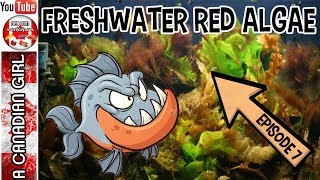 FRESH WATER RED ALGAE AND HOW TO DEAL WITH IT EP7