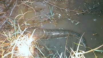 Bắt hơi mưa Cá rô, cá lóc lên ruộng phơi mình | Bông lúa Miền Tây