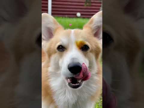 Videó: A hét elfogadható kutyája - Bo