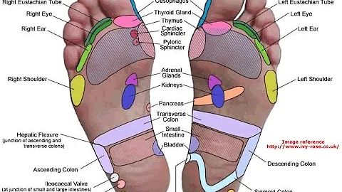 ¿Qué órgano está conectado a los dedos de los pies?