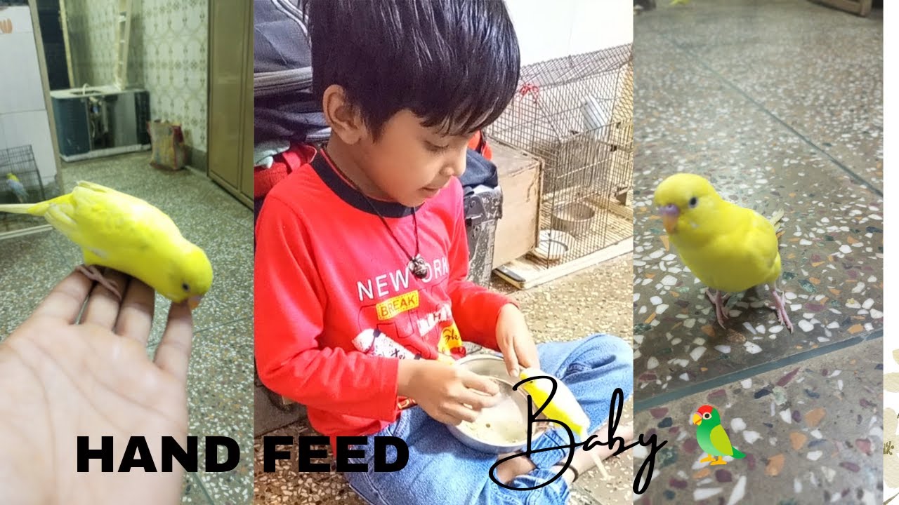 🦜Hand Feed Or Self ? Beautiful Moments || #viral #trending #youtube #