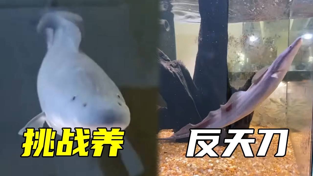 挑战养100种鱼之反天刀,传说这种鱼的咬合力堪比食人鱼,事实究竟如何一起来看看吧!【鲁伟学长】 - YouTube