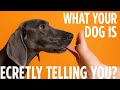 What Your Dog's Foot Licking REALLY Means - 10 Hidden Truths!