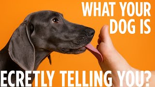 What Your Dog's Foot Licking REALLY Means - 10 Hidden Truths!