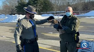 Bright Spot: Trooper helps rescue hawks that became entangled