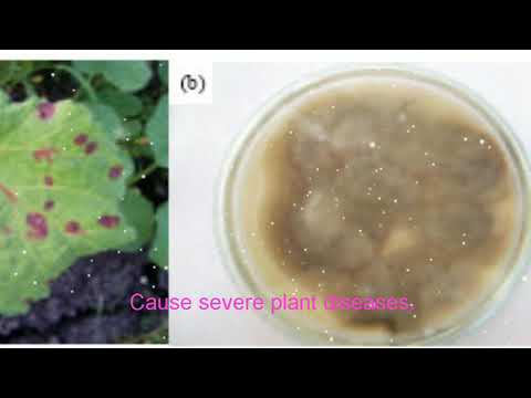 Video: Cercospora seen – Cercospora puuviljalaikude põhjused ja ravi