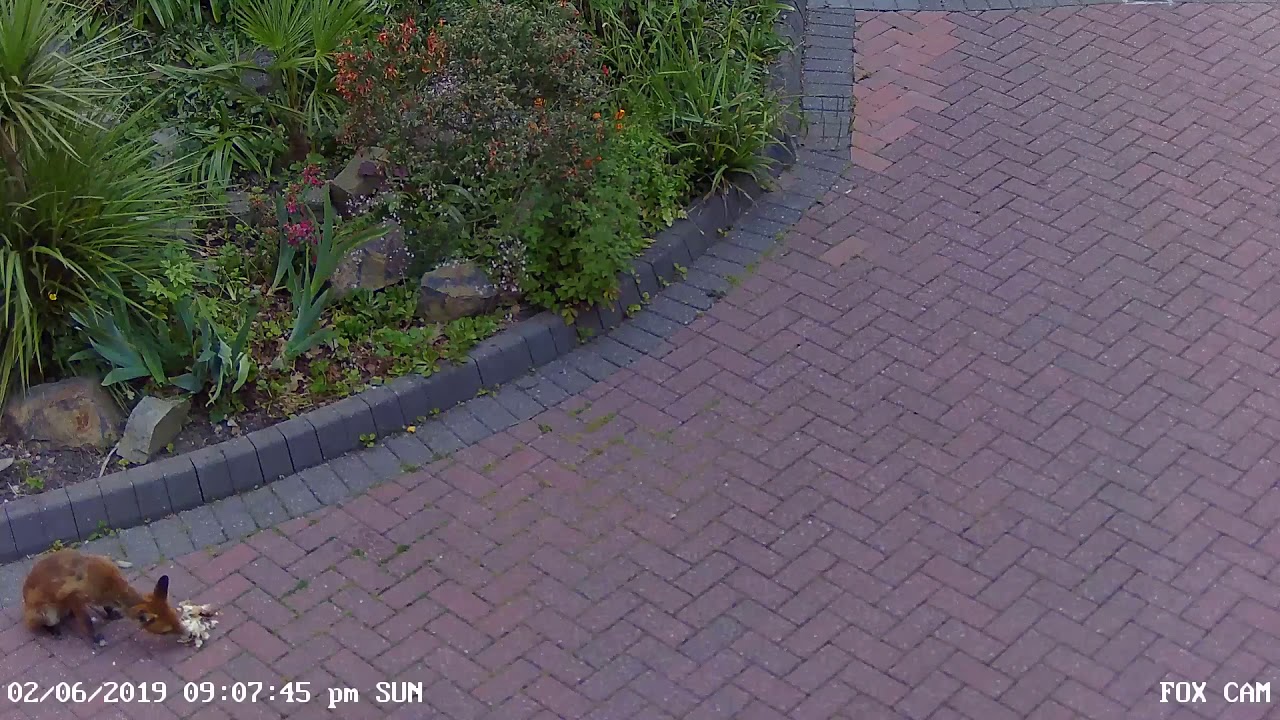 Fox cam