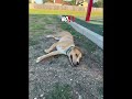 #doglife #lifeisbutadream #funny #dog #puppy #2yearsold