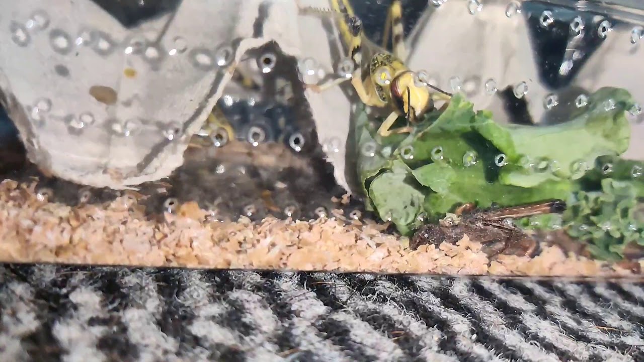 Locust eating kale in SloMo YouTube