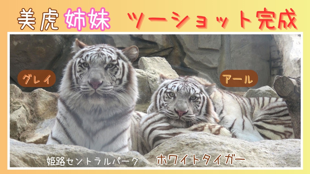 【美虎姉妹  ツーショット完成】ホワイトタイガー「アール」「グレイ」　姫路セントラルパーク